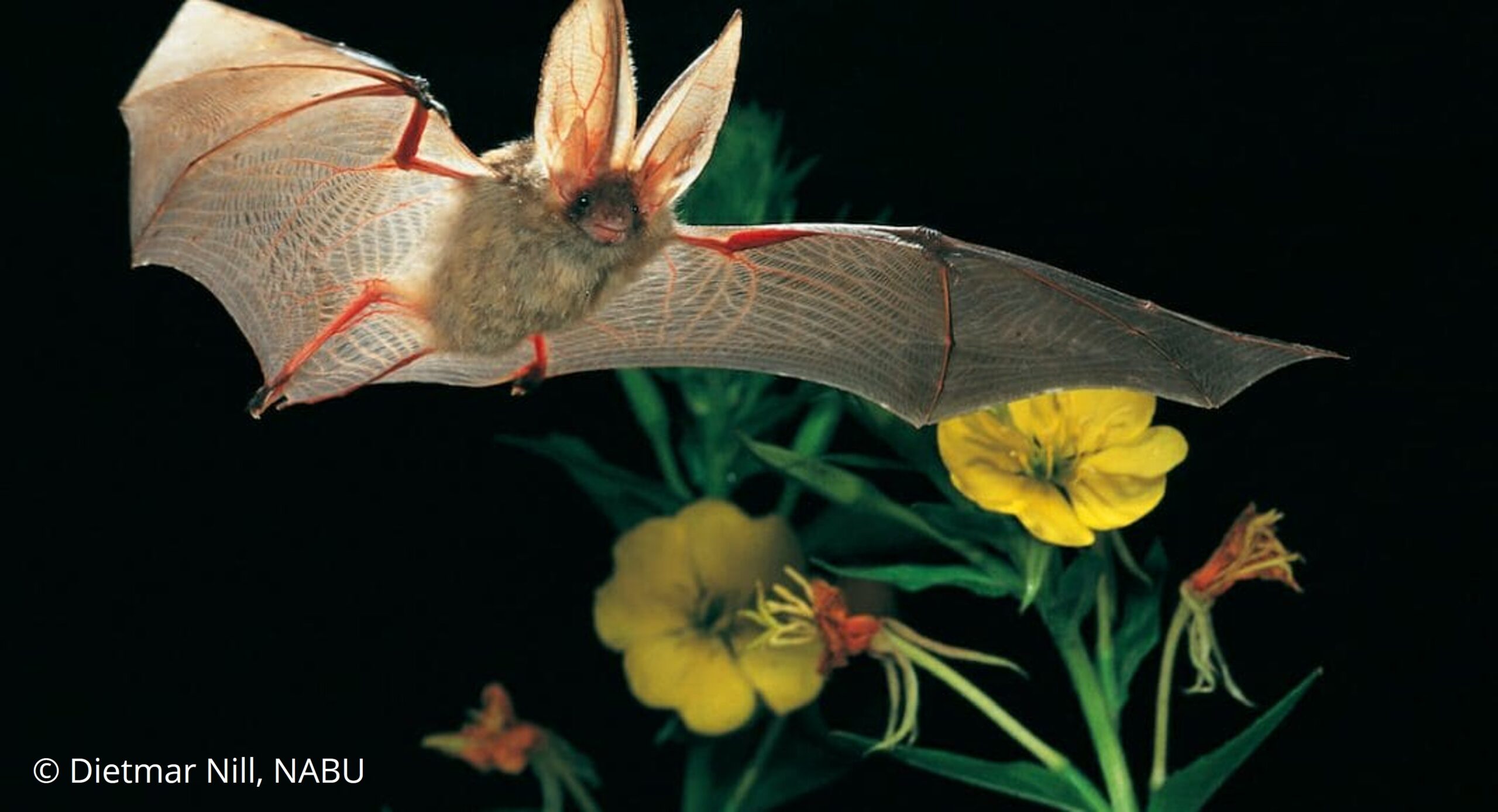 Lebendige Nacht: Fledermäuse in der Region Zimmerberg